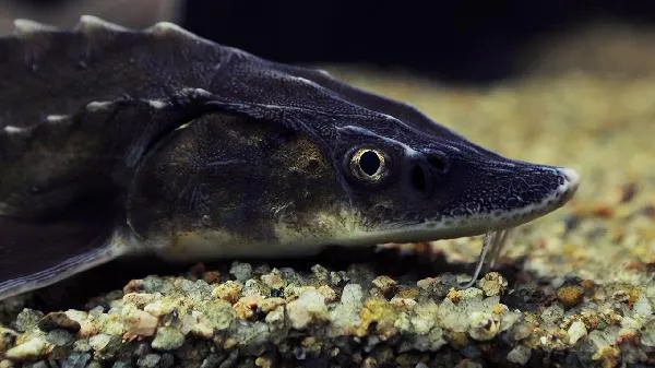 西湖银鱼羹的做法插图1