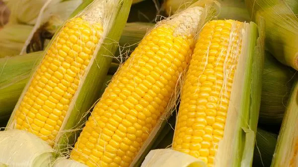 糯玉米可以打玉米汁吗插图