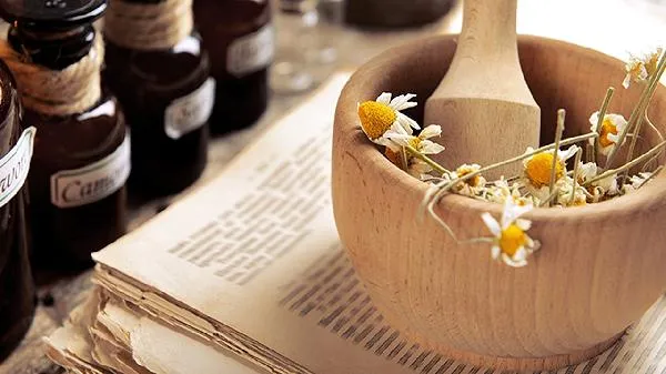 菊花栽培养殖方法插图1