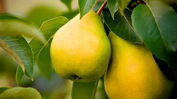 运动前适合吃哪些食物和水果插图