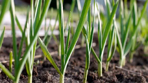 经常吃蒜苗对身体好吗插图2