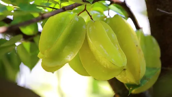 杨桃绿色的可以吃吗 绿色杨桃放几天才黄插图1