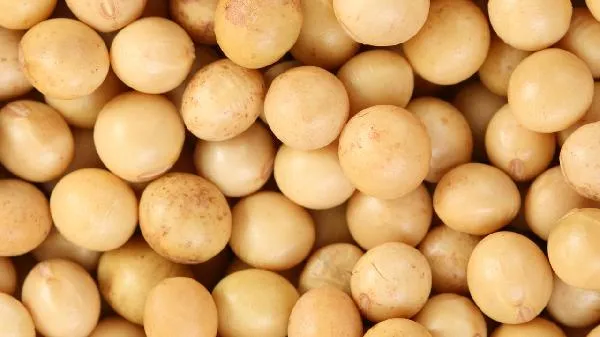 什么是全谷物食物插图