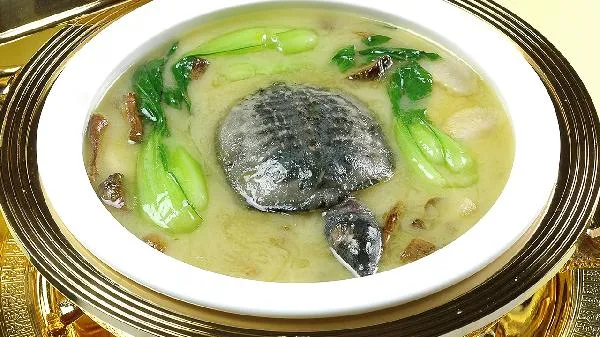 鳖甲与甲鱼有什么区别插图1