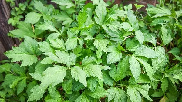 巴豆是一种什么植物插图