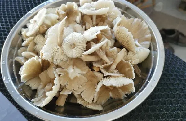 蘑菇种类各有不同价值堪称丰富插图1