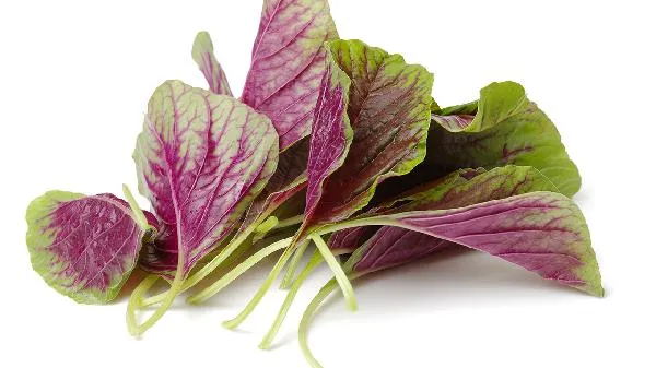 菌是发物的食物吗插图