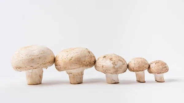 蘑菇腥味怎么去除插图1