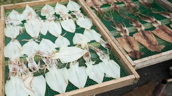 墨鱼皮为什么不能吃插图2