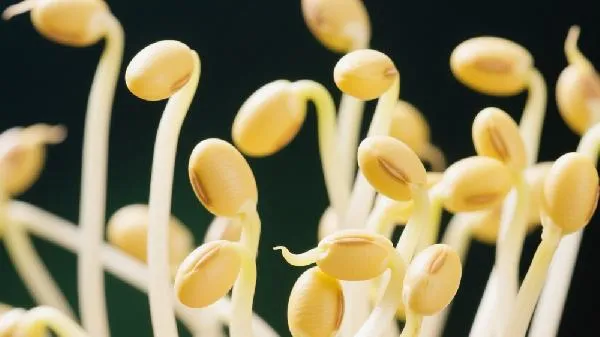 黄豆芽能冷冻保存吗插图2