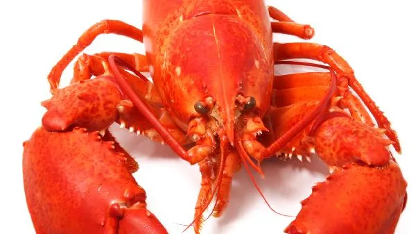 健脾吃什么食物好得快插图