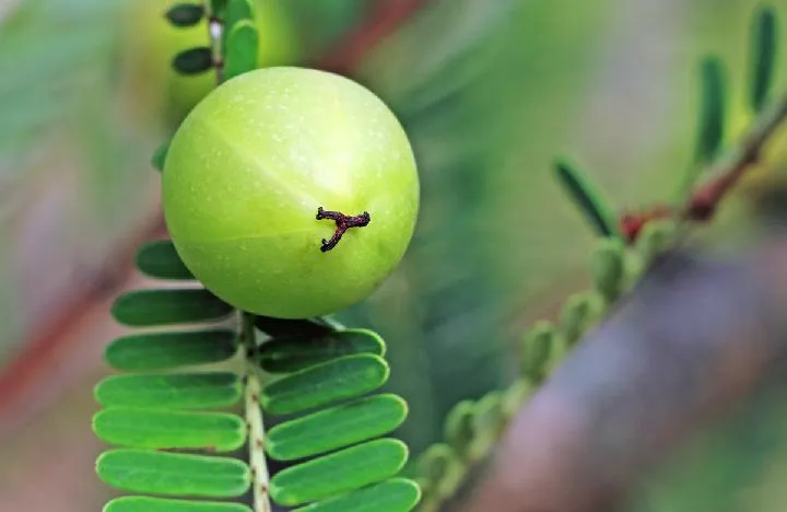 哪些时间段吃香蕉对身体好？吃香蕉要注意什么事项？插图