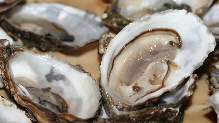 生牡蛎的功效与作用插图1