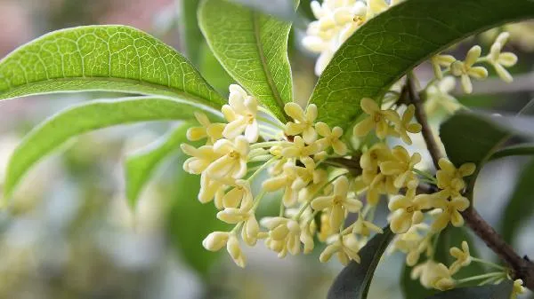 桂花不只是香！中医揭秘：活血化瘀、止痛祛湿，一杯桂花茶竟有这么多神奇功效！插图