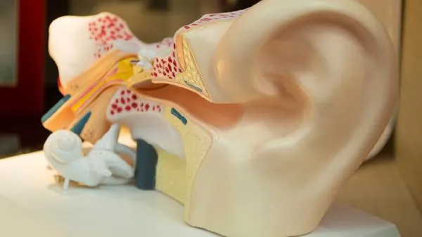 耳膜破了会自动修复吗插图