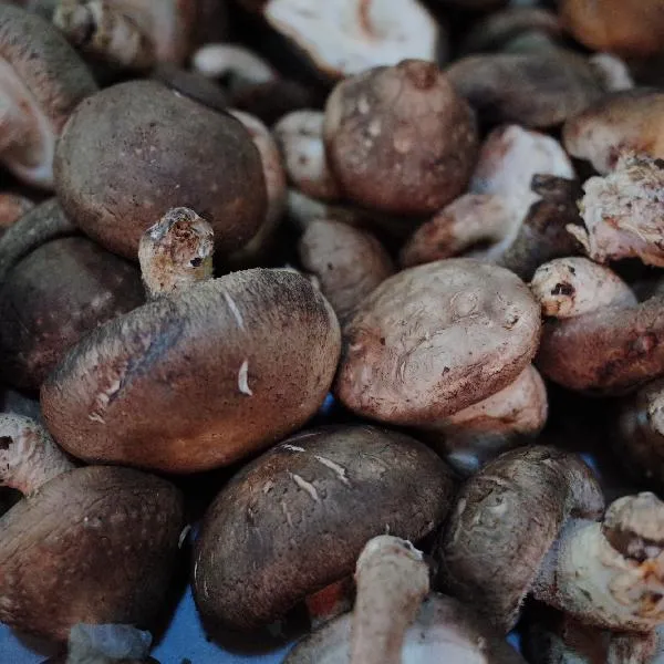 鲜蘑菇要怎么保存插图