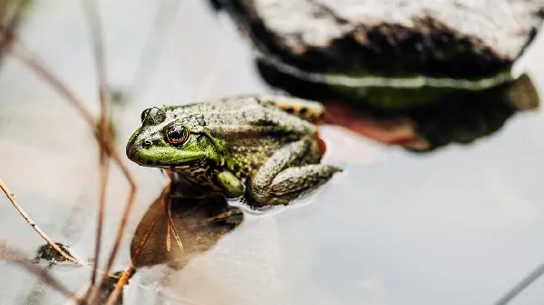 田鸡尽量少吃最好不吃插图2