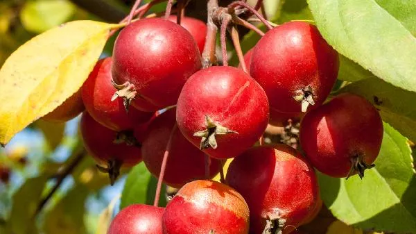 用什么可以去除水果上的农药插图