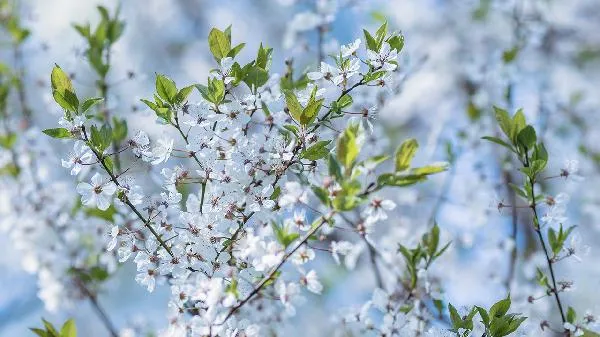 梅花味精和莲花味精哪个好插图1