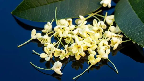 桂花不只是香！中医揭秘：活血化瘀、止痛祛湿，一杯桂花茶竟有这么多神奇功效！插图2