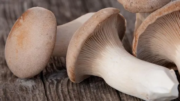 增强免疫力最好的菌类插图