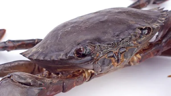 螃蟹几月吃的时候最好插图1