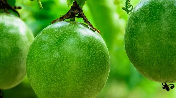 用什么可以去除水果上的农药插图1