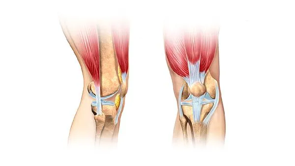 骨头伤了应该吃点什么补补插图2
