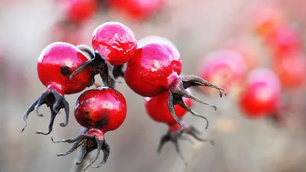 高脂肪高蛋白的食物是指哪些食物插图