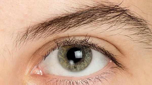 蓝莓叶黄素对眼睛真的有用吗插图