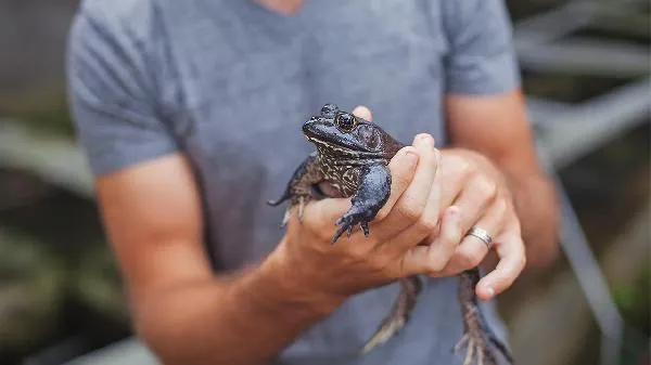 田鸡尽量少吃最好不吃插图