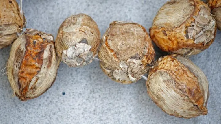 冬季养生吃什么好？推荐3款食疗有助润燥养肺插图1