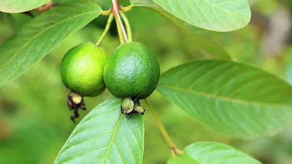 红心芭乐好吃还是白心芭乐好吃插图2