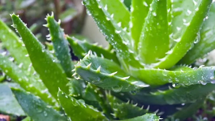 芦荟炒鲜虾——增进食欲帮助解毒插图