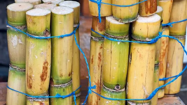 青皮甘蔗和紫皮甘蔗的区别 紫皮甘蔗好还是青皮甘蔗好插图1