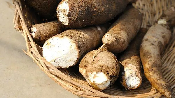 木薯粉条和红薯粉条怎样区分插图2