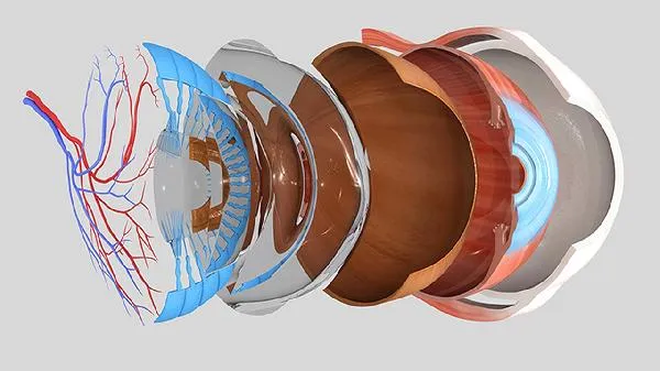 叶黄素对眼睛的6大功效插图1