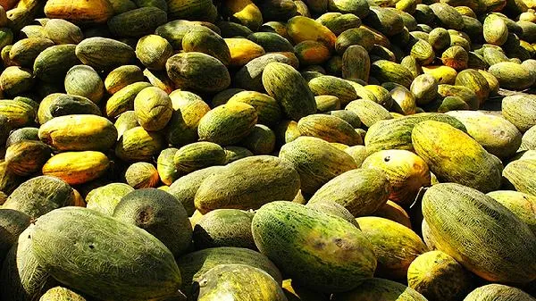 为什么哈密瓜容易上火插图1