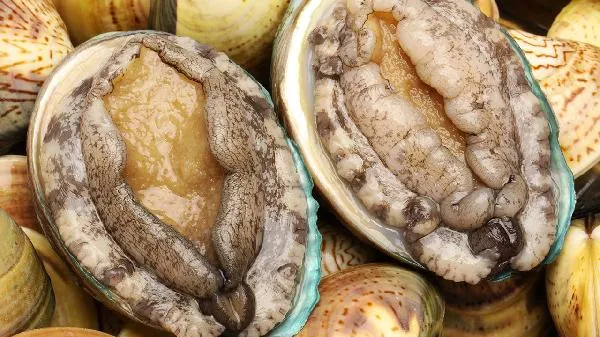 鲍鱼的内脏可以吃吗插图