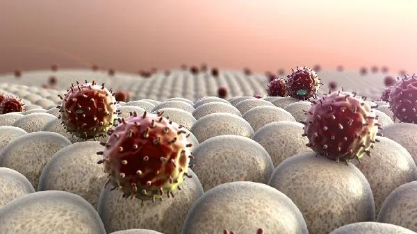 青橄榄吃了会引起白细胞和血小板降低吗插图