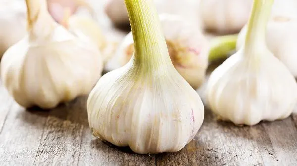 蒜几天浇一次水比较好插图1