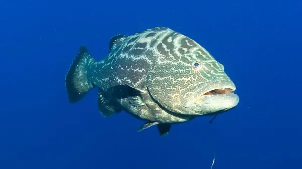 黄色的鱼有点像鲶鱼插图1