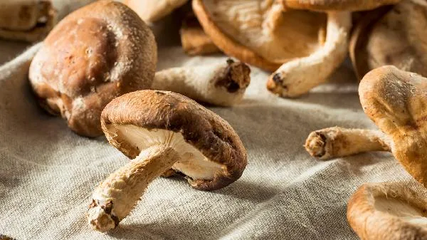 香菇表面开裂好吗插图2