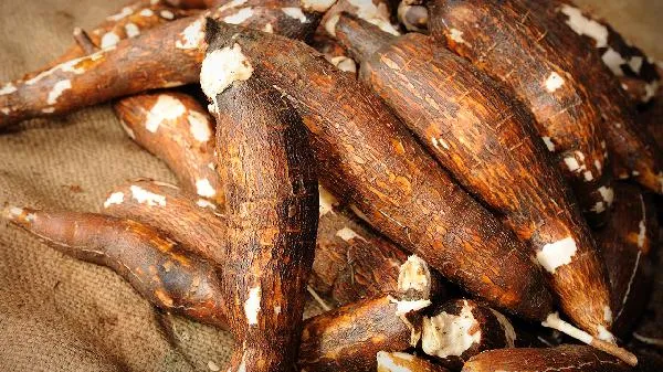 木薯粉条和红薯粉条怎样区分插图