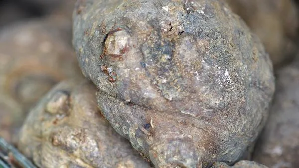 魔芋的碳水含量高吗插图2