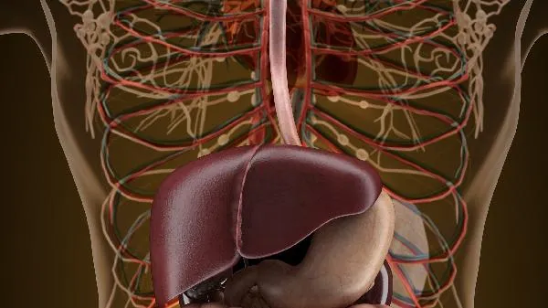 银杏叶的好处 预防疾病保护肝脏插图