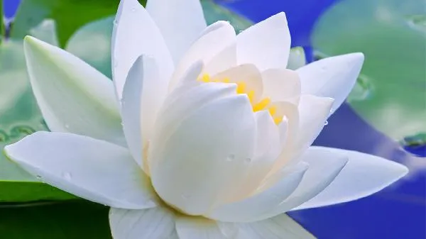 梅花味精和莲花味精哪个好插图