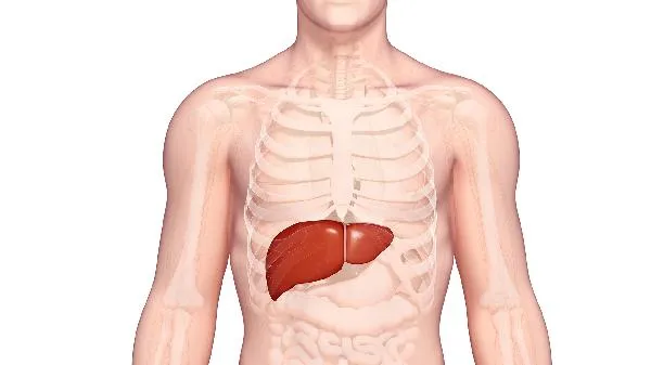 鸡心和猪心哪个胆固醇高插图1
