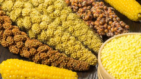 什么粗粮最适合长期吃插图