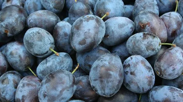 老人抗衰老可以吃哪些水果插图